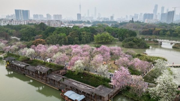 九游体育官网登录入口海珠湿地的鸟类记载已培植至202种-九游(中国)jiuyou·官方网站-登录入口